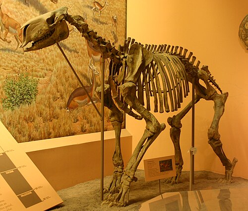 Moropus reference