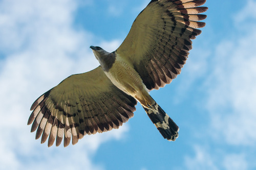 Crested Eagle reference