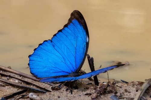 Menelaus Blue Morpho reference