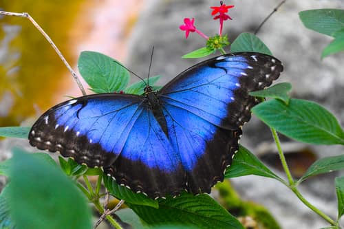 Peleides Blue Morpho reference