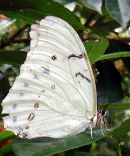 White Morpho reference