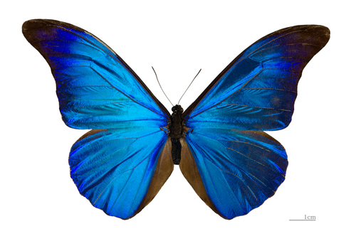 Rhetenor Blue Morpho reference