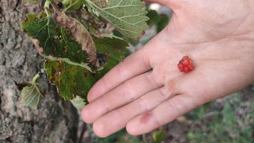Black Mulberry reference