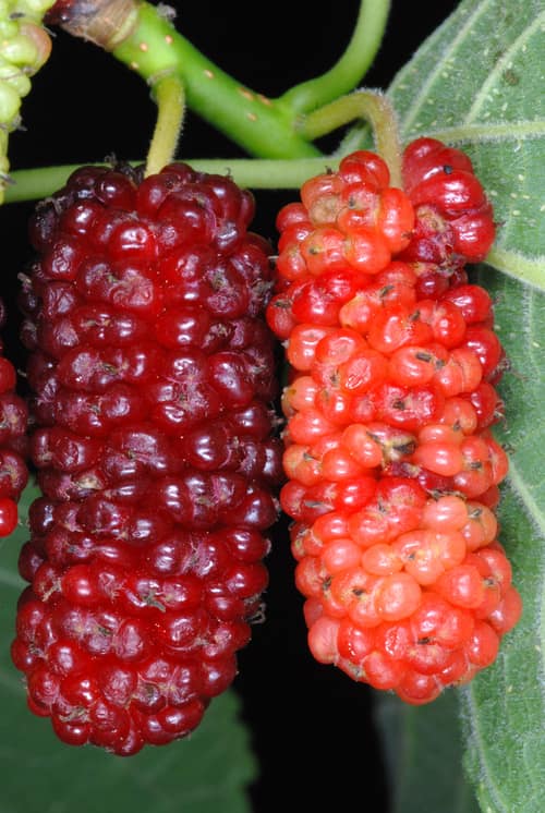 Red Mulberry reference