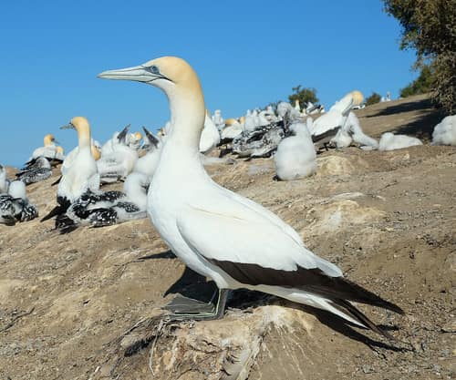 Australasian Gannet reference