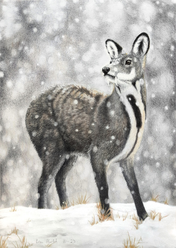 Anhui Musk Deer reference