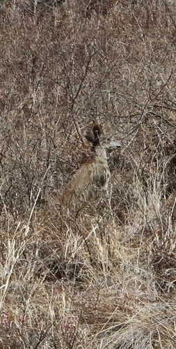 Musk Deer reference