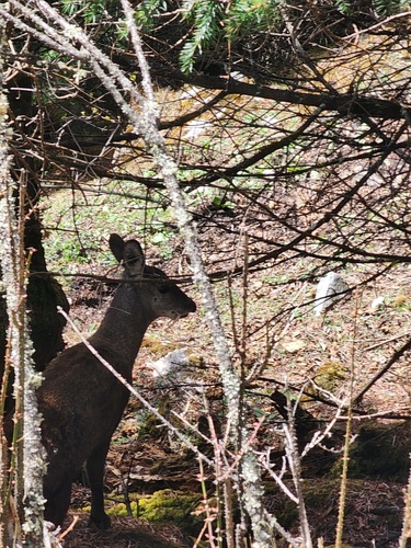 Himalayan Musk Deer reference