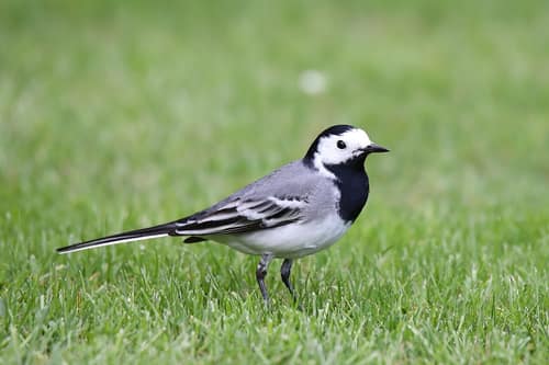 White Wagtail reference