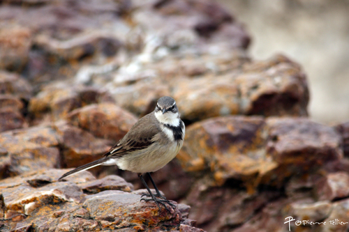 Cape Wagtail reference