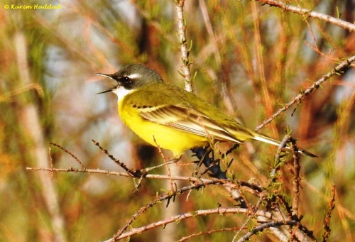 Western Yellow Wagtail reference