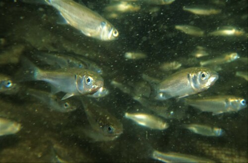 White Mullet reference