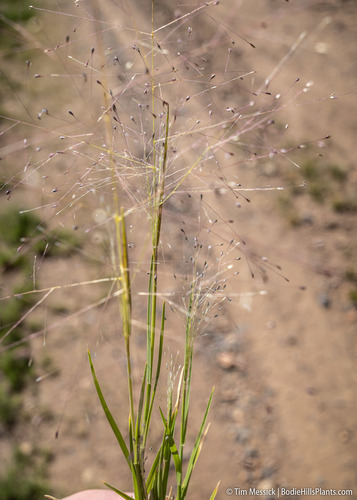 Scratchgrass reference