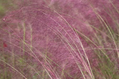 Pink Muhly Grass reference
