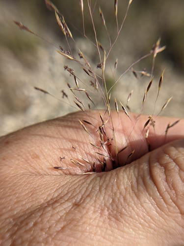 Seep Muhly reference