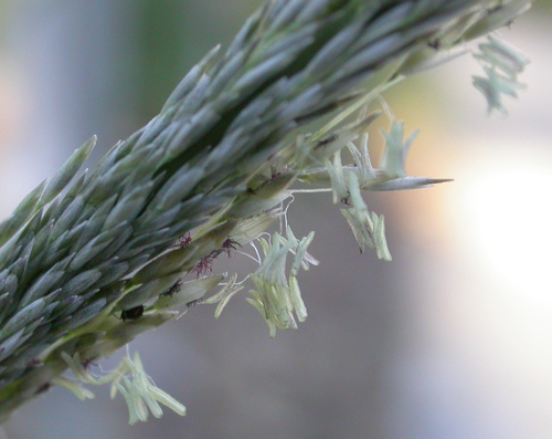 Deer Grass reference