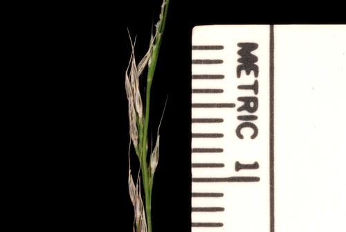 Nimblewill reference