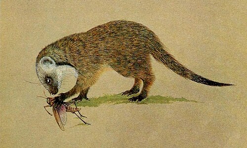 Gambian Mongoose reference