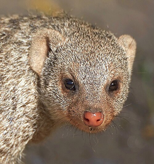 Banded Mongoose reference