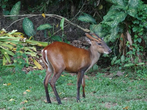 Indian Muntjac reference