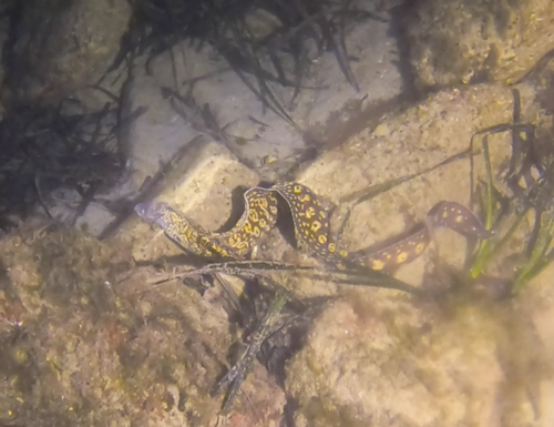 Mediterranean Moray reference