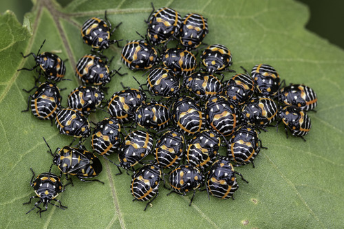 Harlequin Bug reference