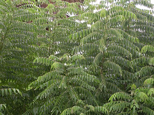 Curry Tree reference