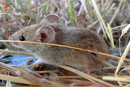 Western Mediterranean Mouse reference