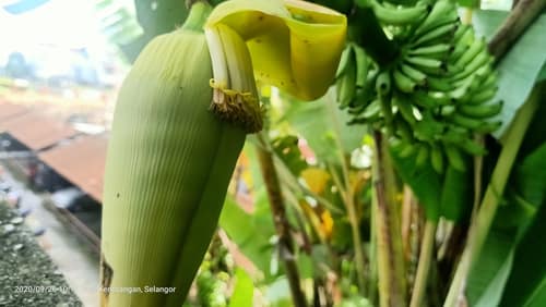 Edible Banana reference