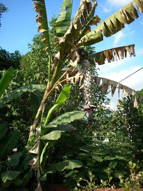 Wild Banana reference