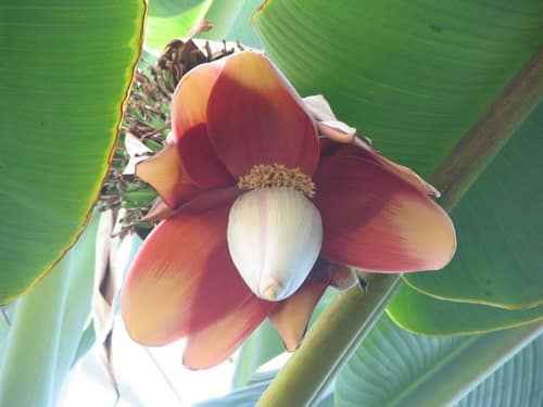 Abaca reference