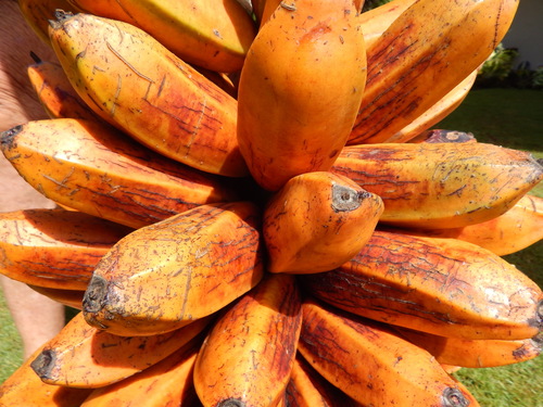 Fe'i Banana reference