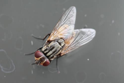 House Fly reference