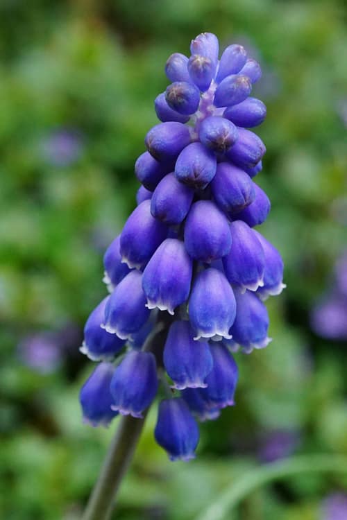 Grape Hyacinth reference