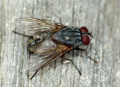 False Stable Fly reference