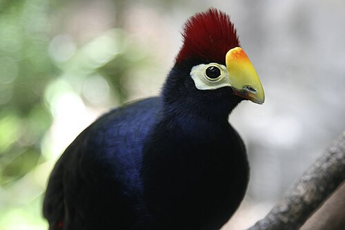 Ross's Turaco reference