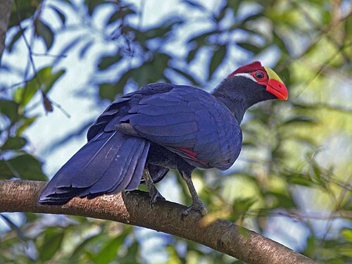 Violet Turaco reference