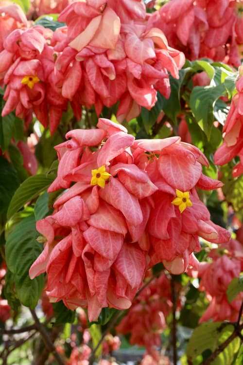 Dona Aurora reference