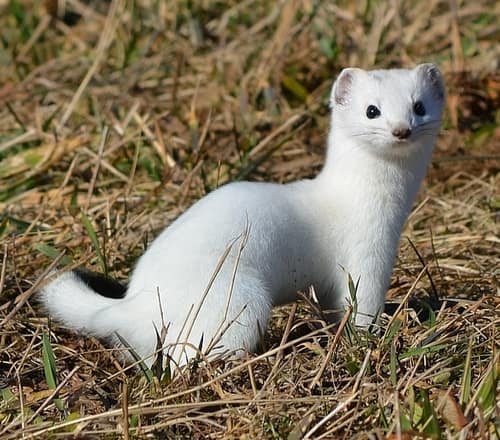 Stoat reference