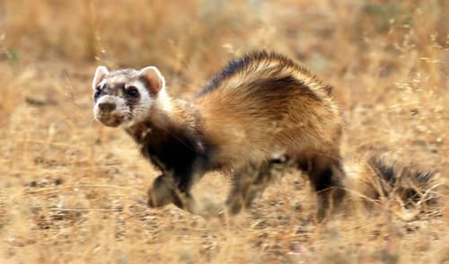 Steppe Polecat reference