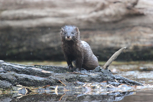 European Mink reference