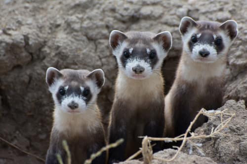 Black-footed Ferret reference