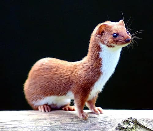 Eurasian Weasel reference