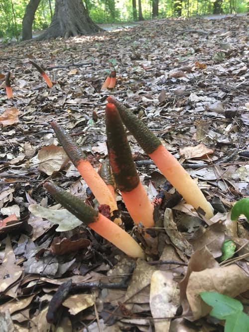 Elegant Stinkhorn reference