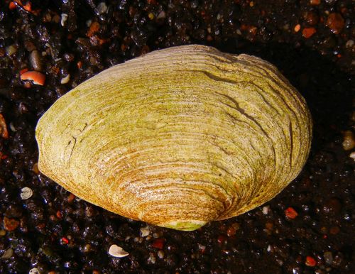 Soft-shell Clam reference
