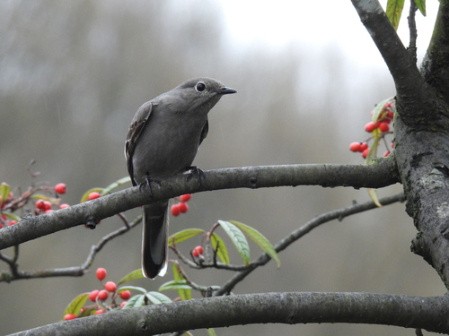 Townsend's Solitaire reference