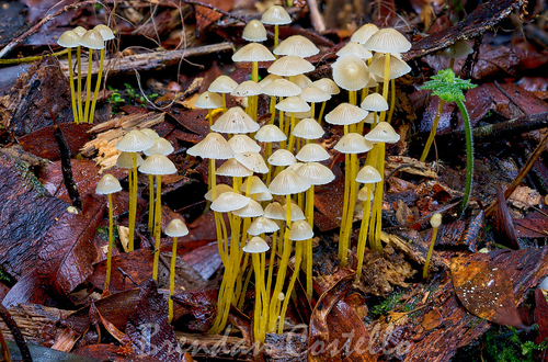 Yellowing Bonnet reference