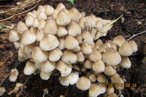 Clustered Bonnet reference