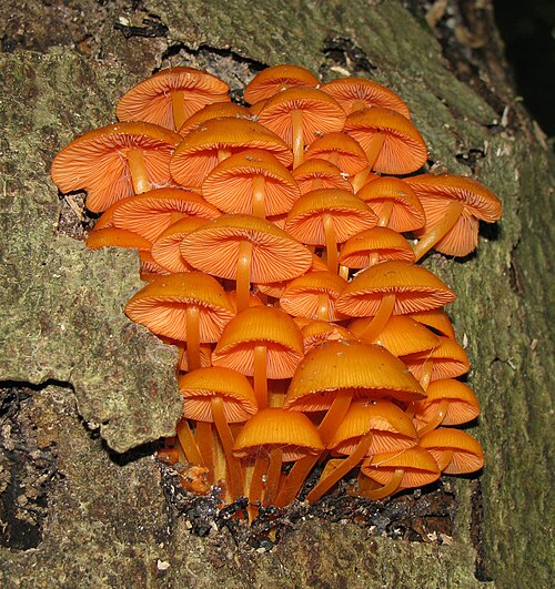 Orange Mycena reference