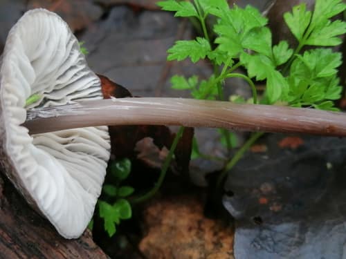 Grooved Bonnet reference
